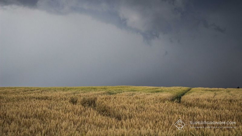 Часті дощі перешкоджають жнивам ранніх зернових на півночі країни