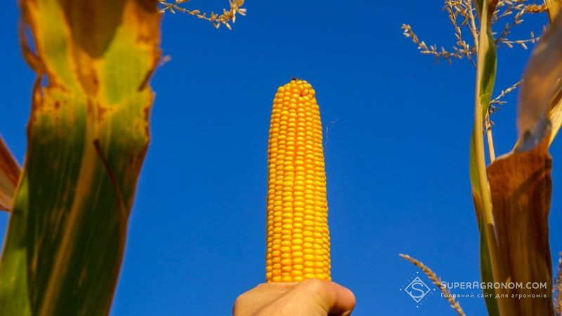 Кукурудза є найпопулярнішою сільськогосподарською культурою на Чернігівщині