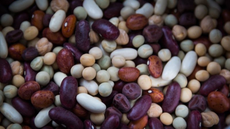 Органічні бобові є високомаржинальним бізнесом для малих господарств — Шеремета