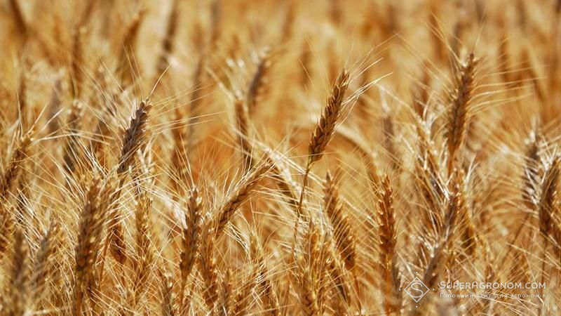 Німці ризикують зібрати найнижчий за останні 15 років врожай пшениці