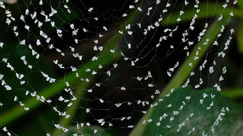 Хижі павуки можуть слугувати альтернативною інсектицидам при вирощуванні овочів у теплицях