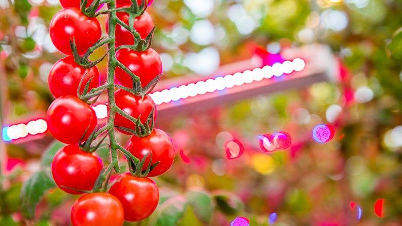 При правильному освітленні овочі в теплицях можуть проявляти лікувальні властивості