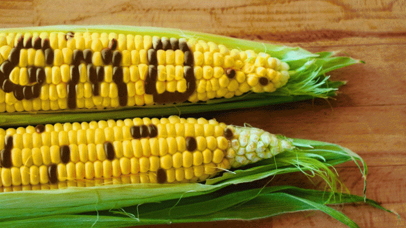 Підраховано скільки аграрії заробили на вирощуванні ГМО