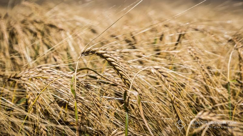 Недобір врожаю слід очікувати лише по ранній групі зернових — експерт