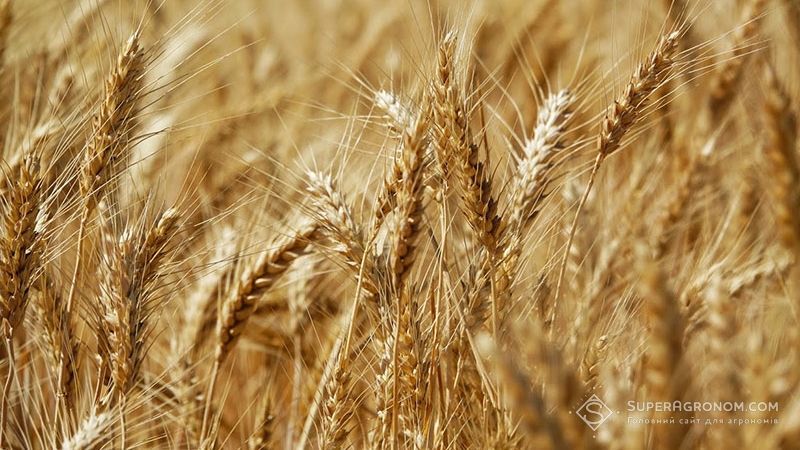 В Україні вирощують кошерну пшеницю для ізраїльтян