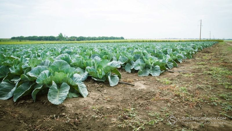 Більше 100 т/га капусти збирає господарство на Житомирщині 