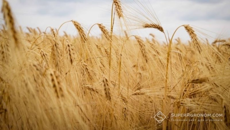 У 2018 р. у Росток-Холдинг зібрали 69,4 тис. т ранніх зернових культур