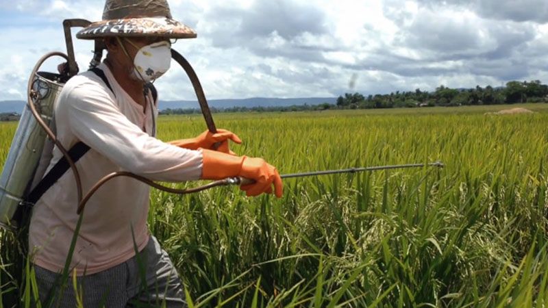 Monsanto відреагувала на рішення суду про виплату компенсації онкохворому