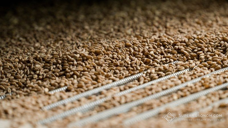 У Криму врожай ранніх зернових скоротився вдвічі