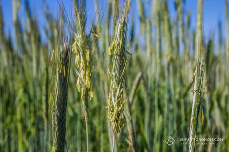 Жито в сівозміні з кукурудзою може покращити структуру ґрунту та дати прибуток