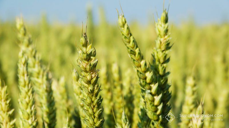 Нові стандарти якості пшениці оприлюднять в травні 2019 р