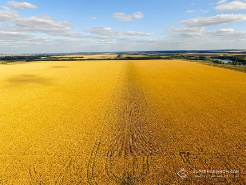 ЄС не заплатить компенсації литовським фермерам за збитки від посухи
