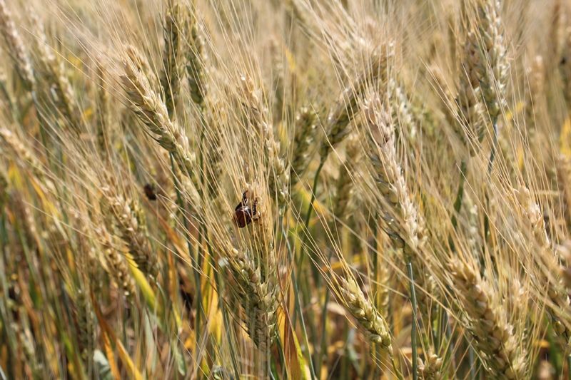 Вчені з Університету Саскачевану виявили в пшениці стійкі до комах гени