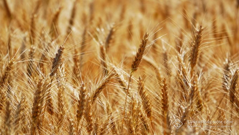 В Україні завершується збирання ранніх зернових