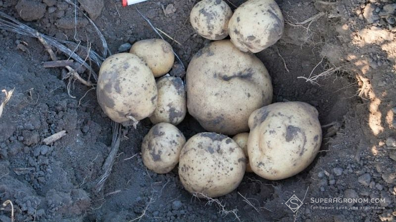 Площі під картоплею протягом останніх років значно знизилися 