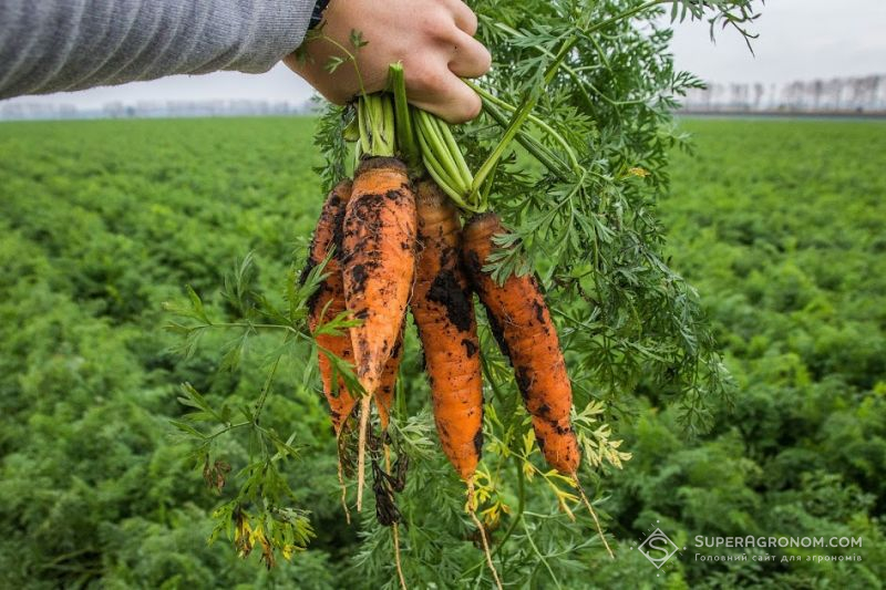 Аграрії Херсонщини очікують на високий урожай моркви та помідорів