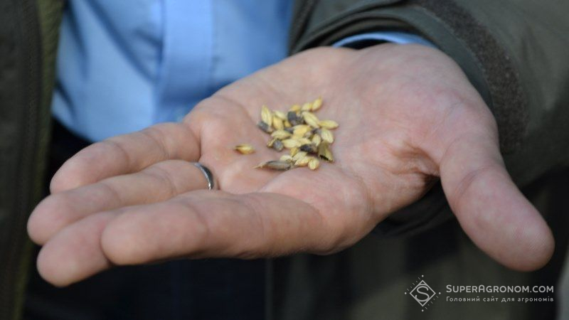 Експерти занепокоєні фітосанітарним станом цьогорічного врожаю зерна