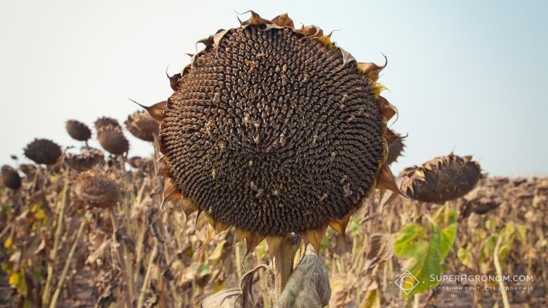 Херсонські аграрії зуміли домогтись збільшення врожайності соняшнику