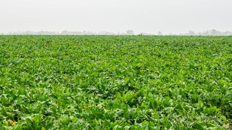 Зниження врожайності та цукристості буряків на Вінниччині компенсують за рахунок збільшенням посівних площ