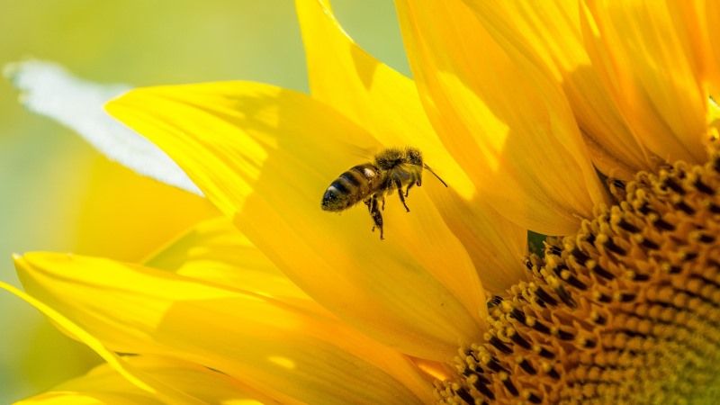 Неонікотиноїдні пестициди викликають у бджіл звикання — вчені