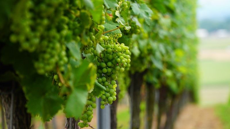 Миколаївщину засаджатимуть новими виноградниками