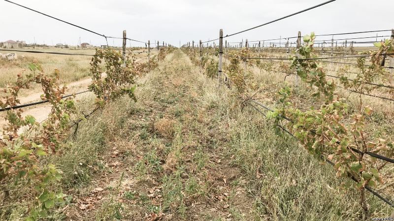 Кислотні дощі завдали шкоди виноградникам в Криму
