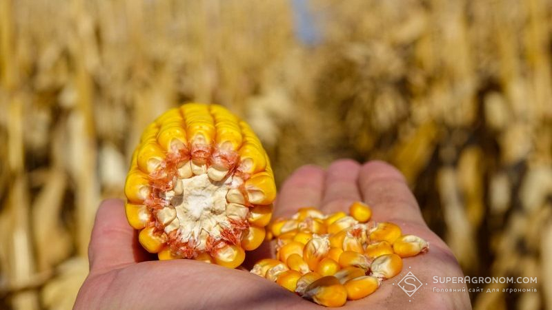 Американські фермери очікують другий за величиною рекордний врожай кукурудзи