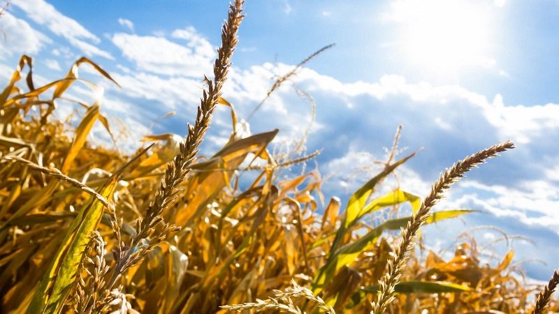 Посуха призведе до неминучих втрат врожаю кукурудзи в країнах ЄС