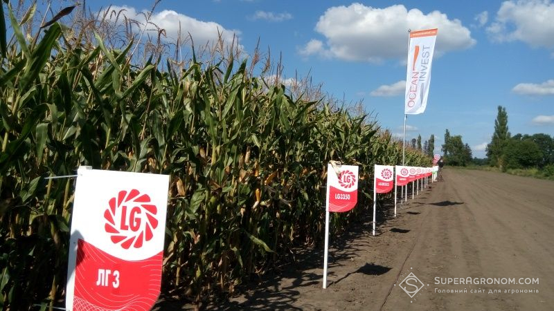 День поля Бізон-Тех на Хмельниччині показав ефективність комплексного підходу до вирощування соняшнику та кукурудзи