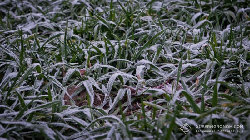 Агровиробникам східних областей слід очікувати перших осінніх заморозків