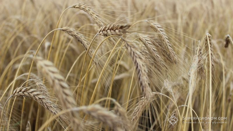 Україна знизить посівні площі під кукурудзою на користь пшениці та ячменю — прогноз