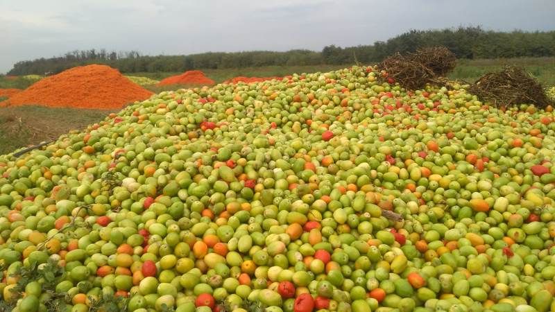 Тонни томатів на Херсонщині залишили гнити у полі