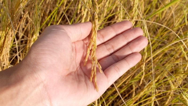 На півдні України стартували жнива рису