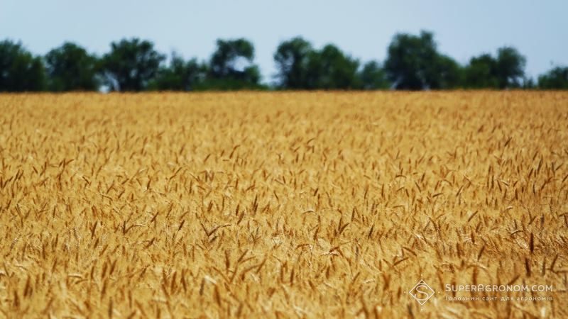 Врожай озимої пшениці в наступному році прогнозується на рівні 25 млн тонн