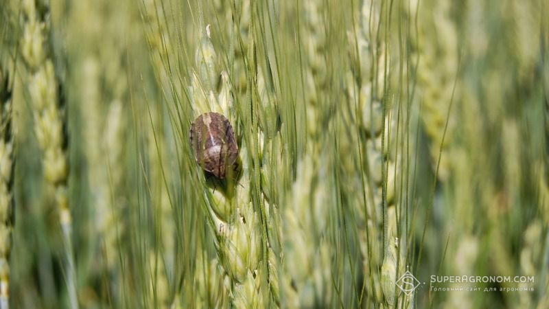 За новими стандартами на пшеницю наявність клопа-черепашки може стати одним з визначальних факторів якості зерна