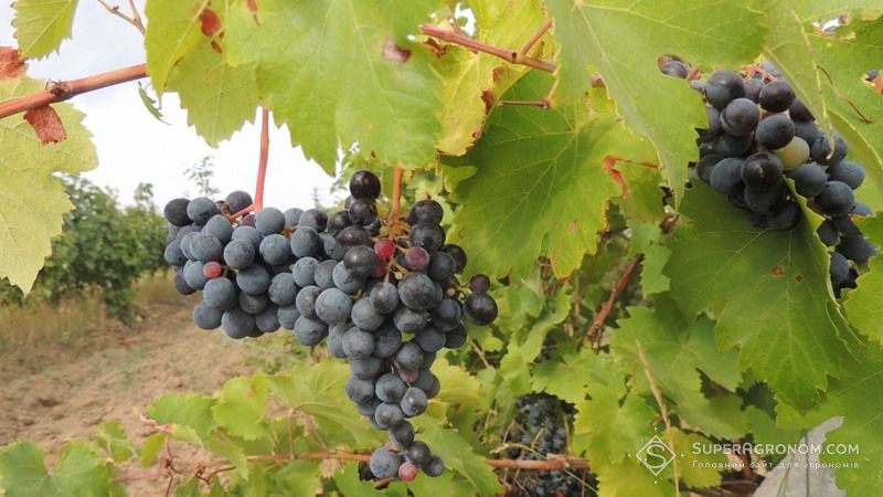 У власних теплицях садівник з Волині вирощує більше півсотні сортів винограду