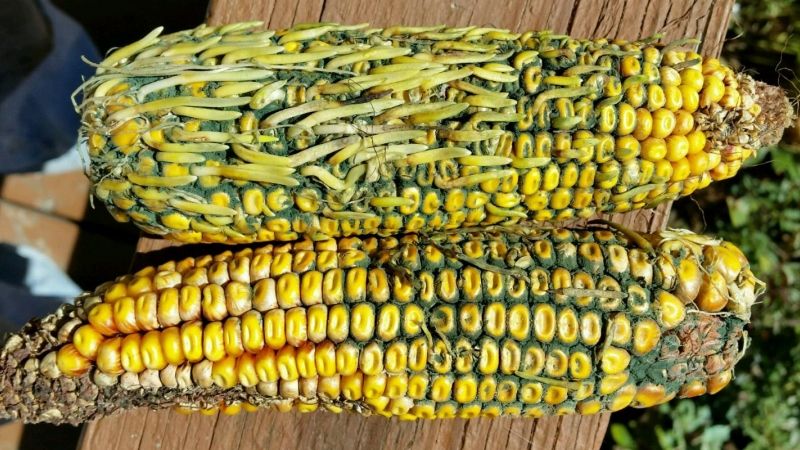 Затяжні опади у період збирання кукурудзи можуть спричинити проростання зерна
