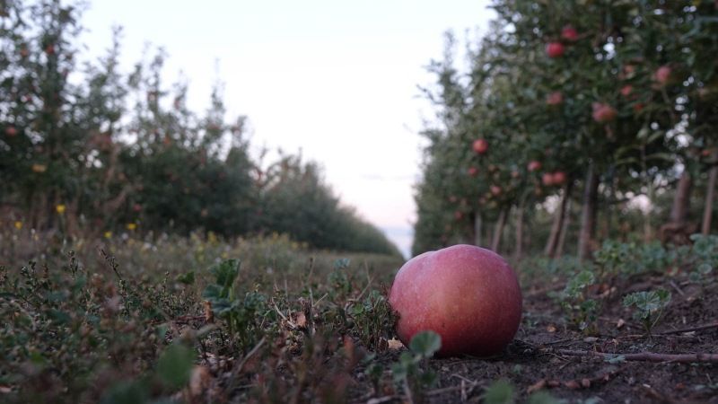 Через збитковість дрібні садівники змушені залишати врожаї яблук у садах