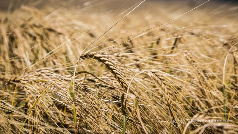Британія зібрала рекордно низький врожай пшениці та ячменю