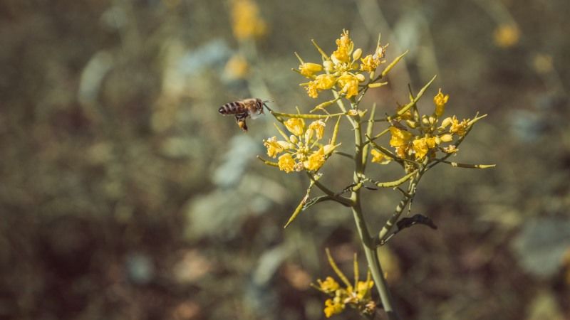 Звичайних бджіл можна використовувати в якості розпилювачів біопестицидів 