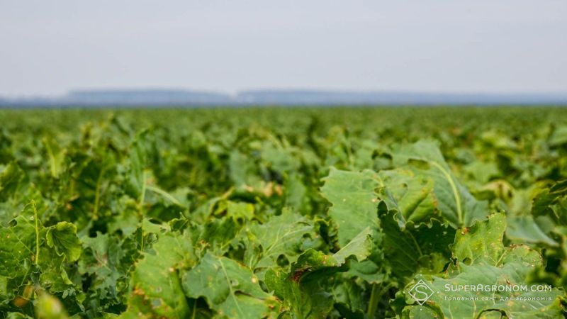 В Україні зібрано перший врожай органічних цукрових буряків