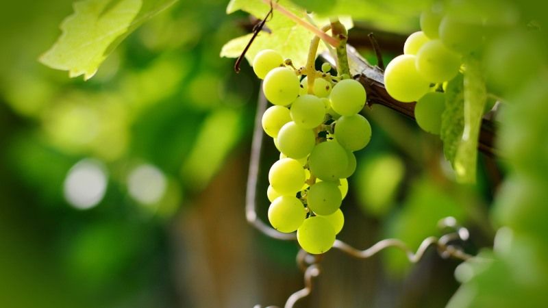Миколаївських виноградарів очікує рекордний врожай ягоди