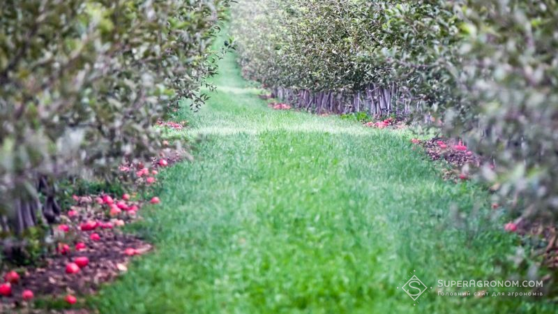 Врожай яблук на Дніпропетровщині може залишитись гнити у садах