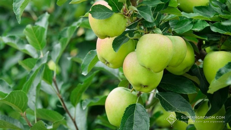 Врожай фруктів в Україні збільшився на 66%