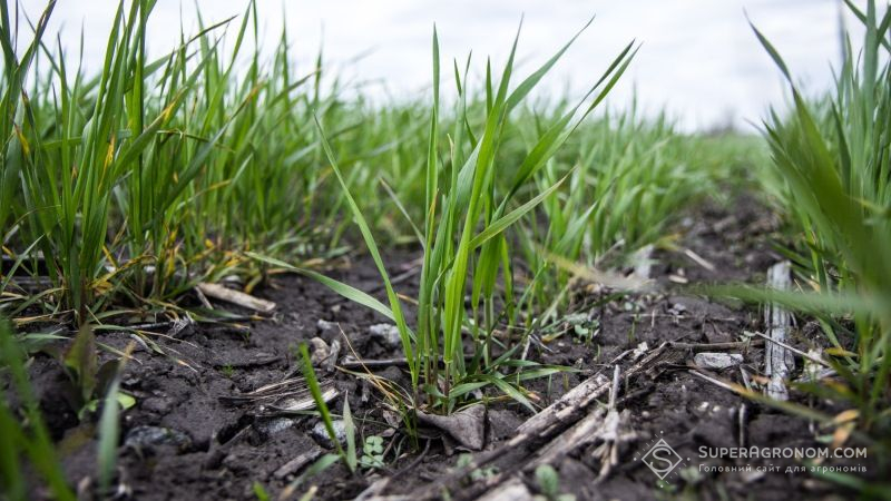 Посіви озимих зернових відчувають дефіцит ґрунтової вологи