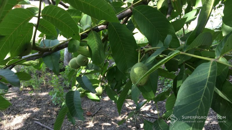99,5% врожаю горіха в України вирощується непрофесійними господарствами — експерт