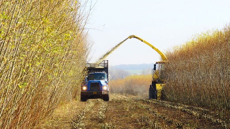 Україна розвиватиме проекти створення кооперативів із вирощування енергокультур
