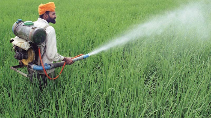 Індійським фермерам заборонили використовувати гербіциди на основі гліфосату
