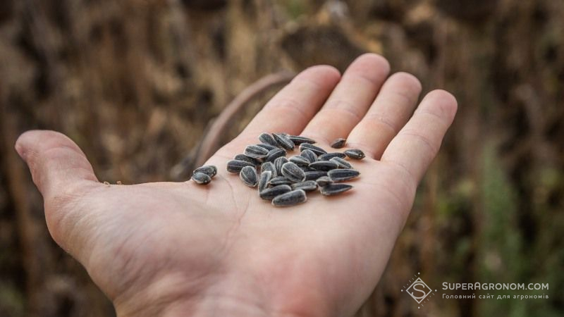 В Україні дорожчає насіння соняшнику