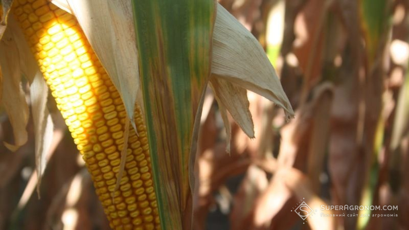 За останні 20 років врожайність ГМ-кукурудзи зросла на чверть